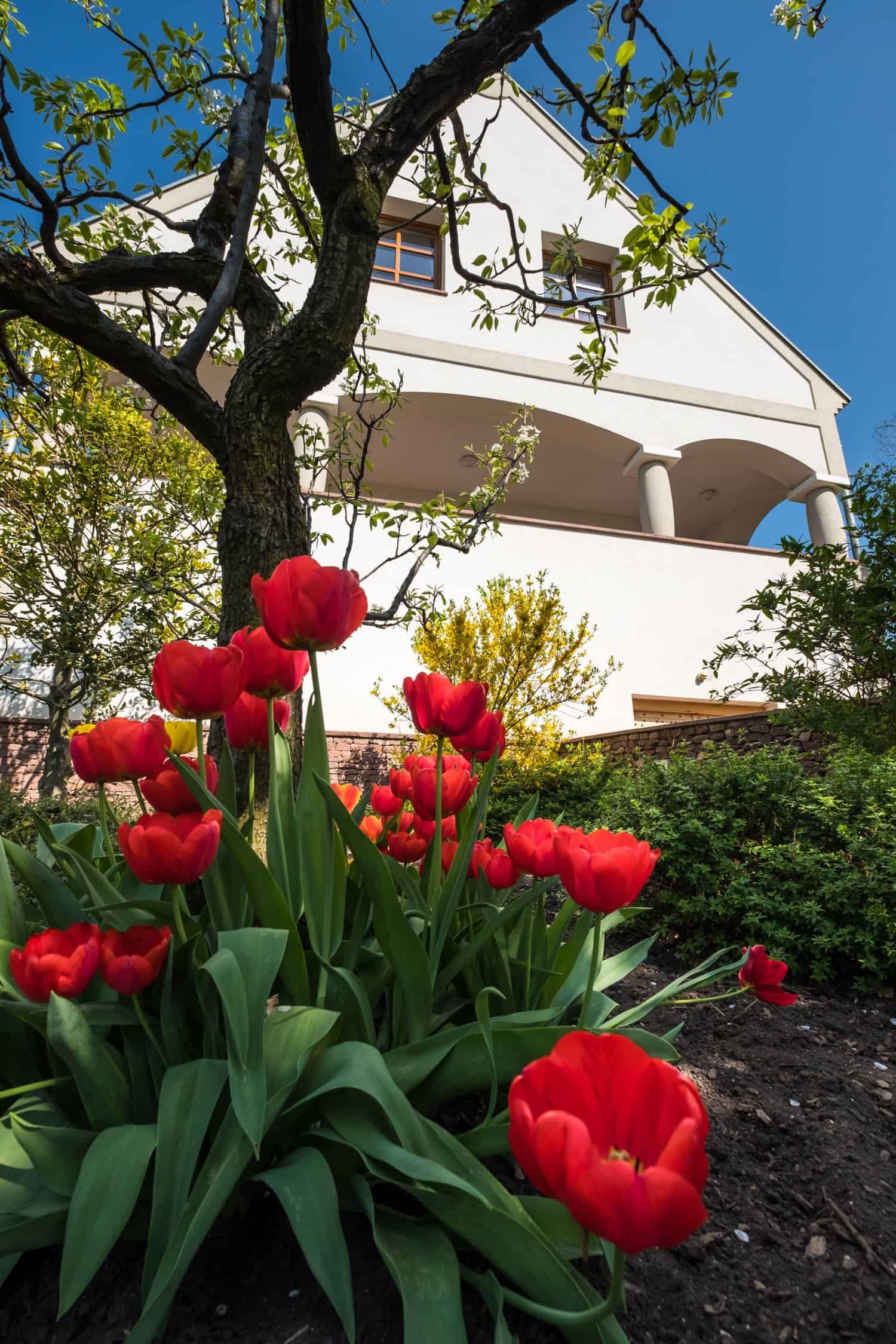 Rote Tulpen im Vordergrund, darunter grüne Blätter. Im Hintergrund ein Haus mit zwei Fenstern und einem Balkon, umgeben von Bäumen und Sträuchern.