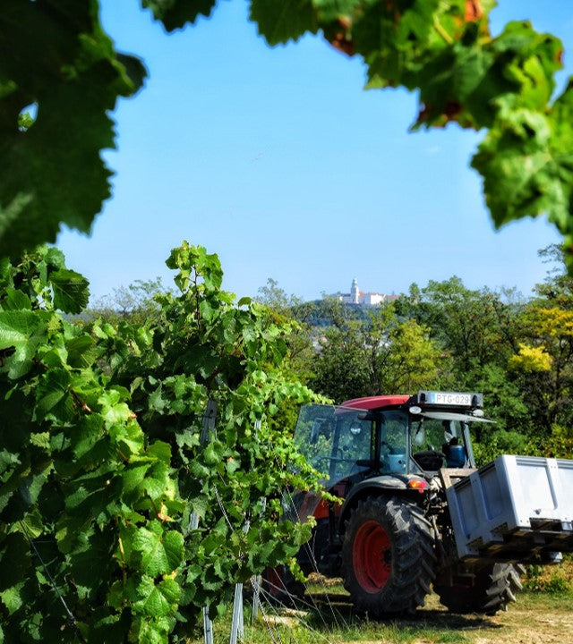 Ein roter Traktor mit einem Anhänger fährt durch ein Weinberg, umgeben von grünen Weinreben. Im Hintergrund ist ein Kloster sichtbar.