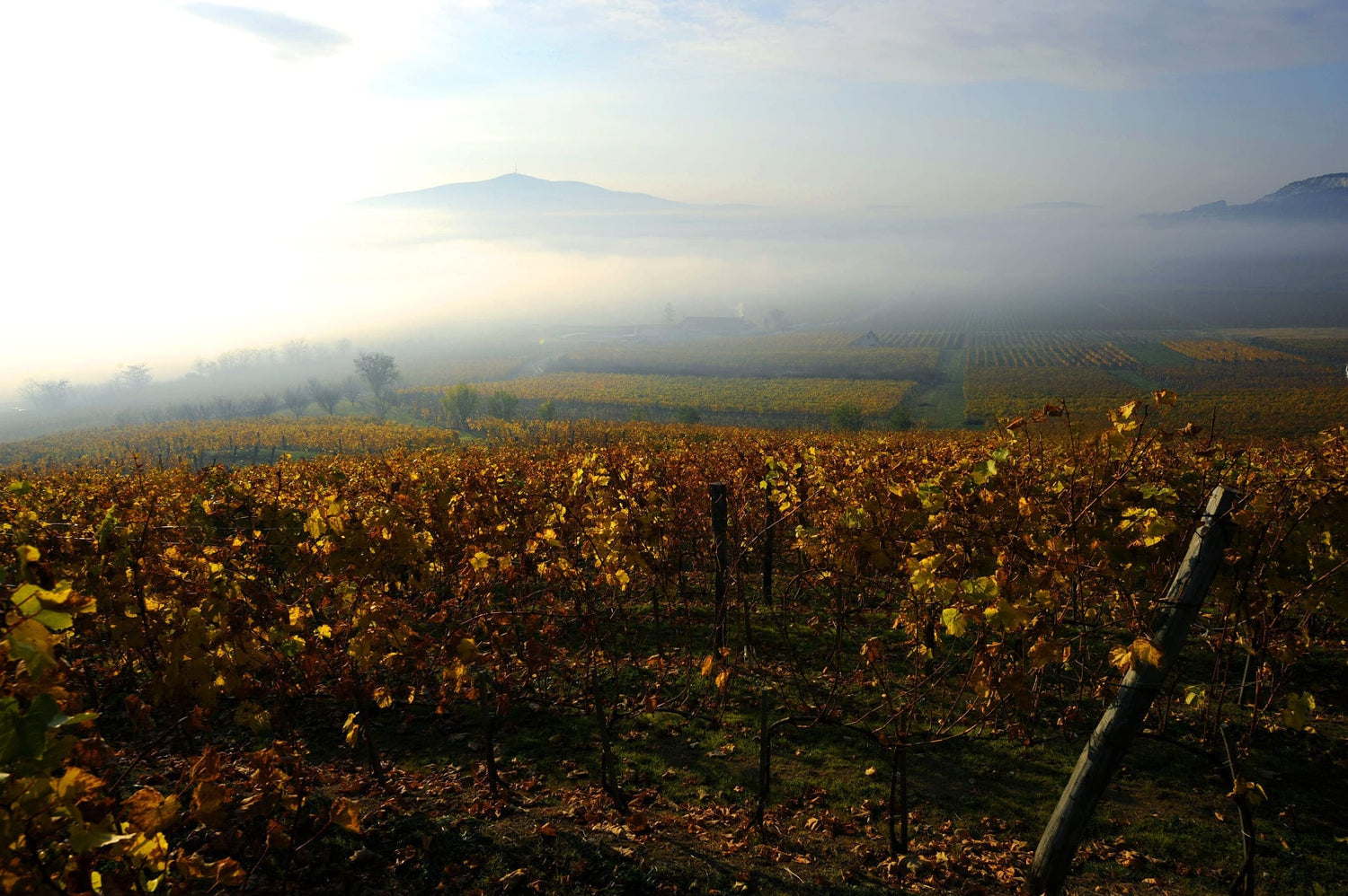 Weinberge in Tokaj mit herbstlichen, gelben Reben im Vordergrund und nebligem Hintergrund. Ein Berg ist in der Ferne sichtbar.