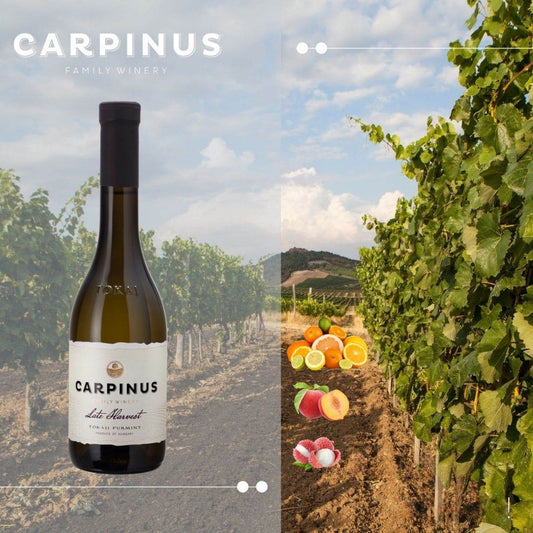 Flasche Carpinus Tokaji Furmint Late Harvest Wein vor Weinberg mit Trauben, Geschmacknoten Zitrus, Pfirsich und Litschi