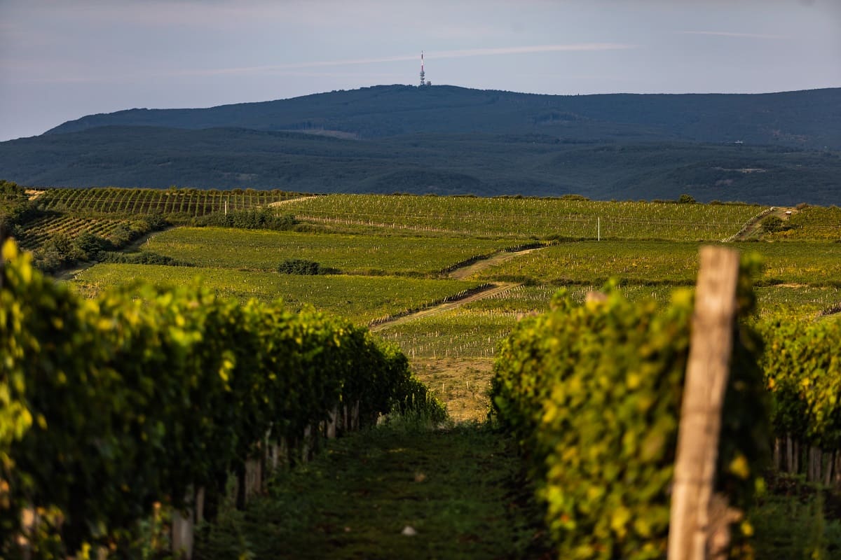 Rebenreihen in einem Weinberg mit einem Hügel im Hintergrund, auf dem ein Sendemast sichtbar ist. Die Landschaft ist grün und hügelig.