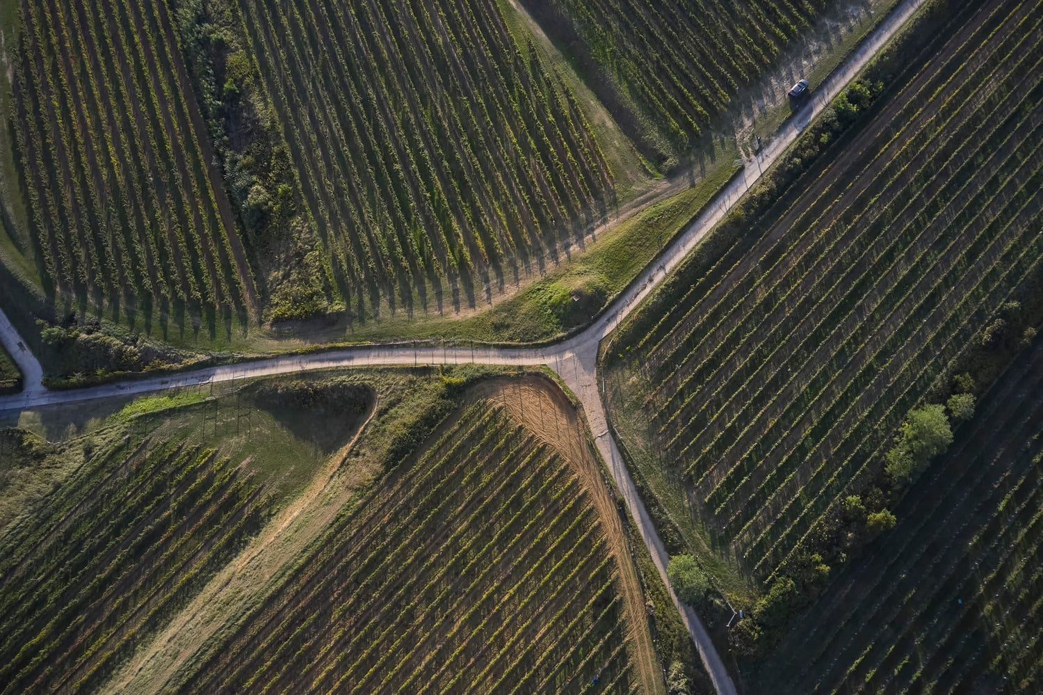 Luftaufnahme von Weinbergen mit symmetrischen Reihen. Ein Weg kreuzt sich in der Mitte, umgeben von grünen Pflanzen und Bäumen.