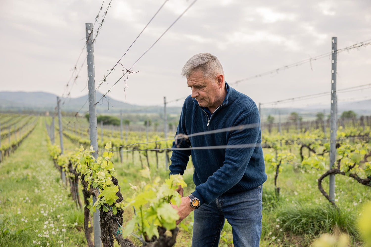 Ein Mann in einem blauen Pullover und Jeans beugt sich über einen Weinstock in einem Weinberg. Die Reben sind grün und frisch, im Hintergrund sind weitere Weinreben und Hügel sichtbar.