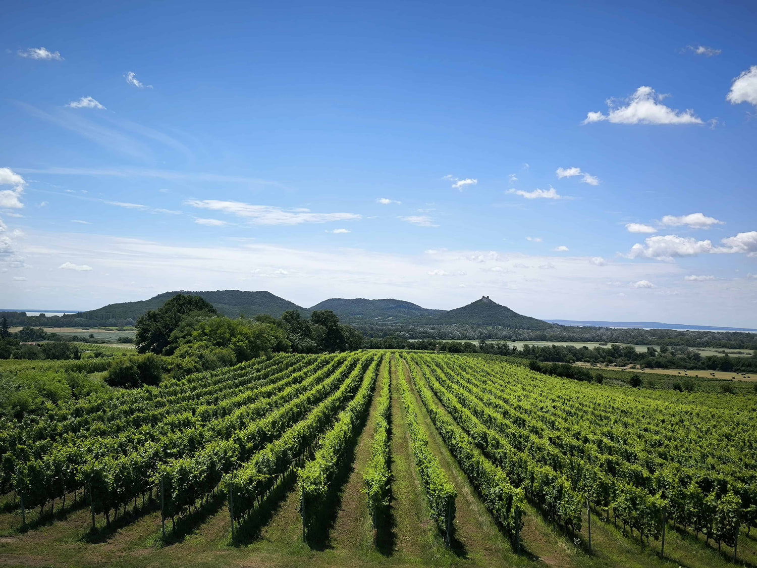 Weinrebenreihen im Weingut Szaszi mit Hügeln und blauem Himmel im Sommer 2024