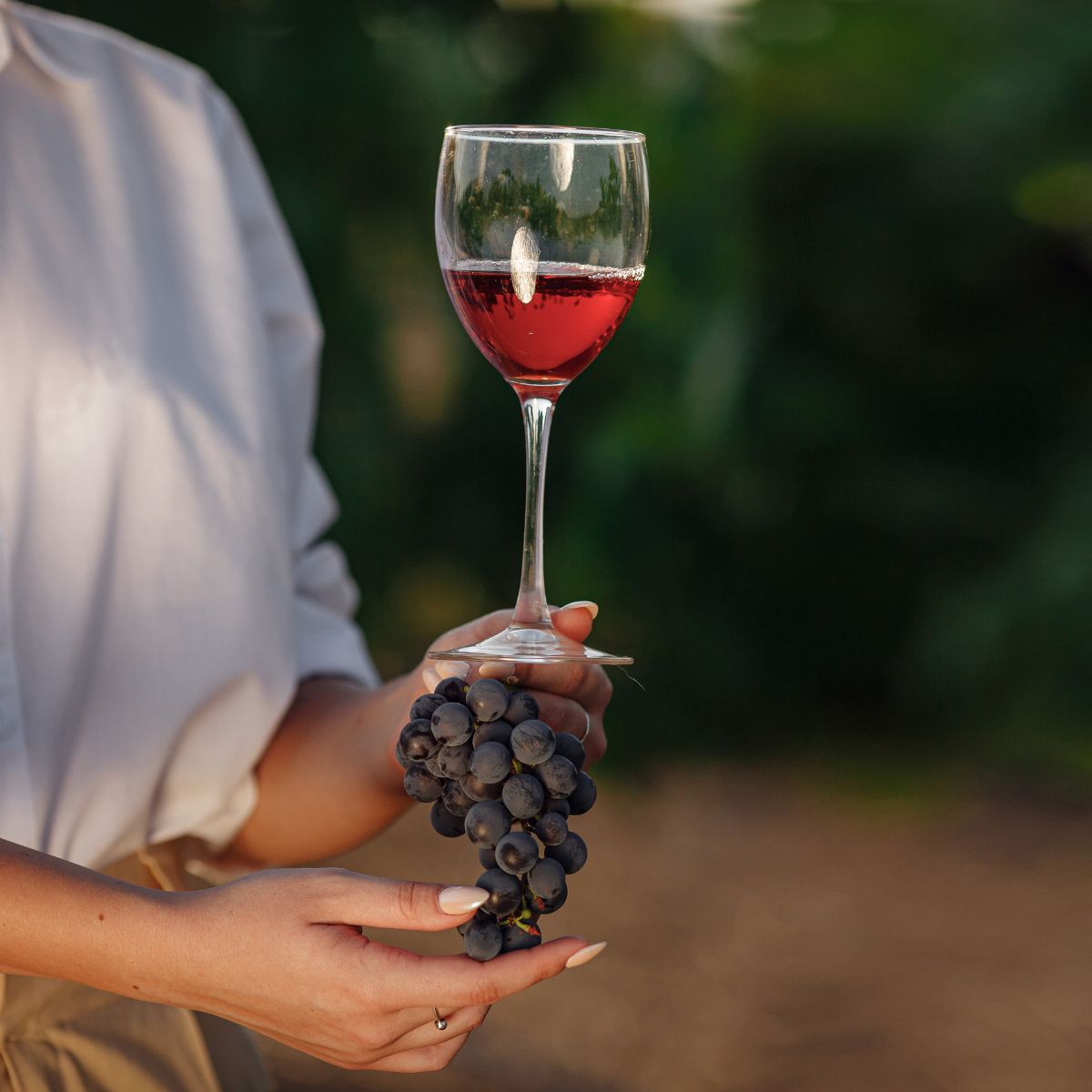 Eine Hand hält ein Glas Rotwein und eine Traube. Das Glas ist halb voll mit rotem Wein, die Traube ist dunkelblau und hat mehrere Beeren.