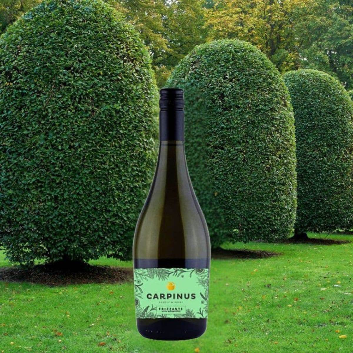 Flasche Carpinus Frizzante vor einer Reihe von grossen, runden, grünen Hecken auf einer Wiese
