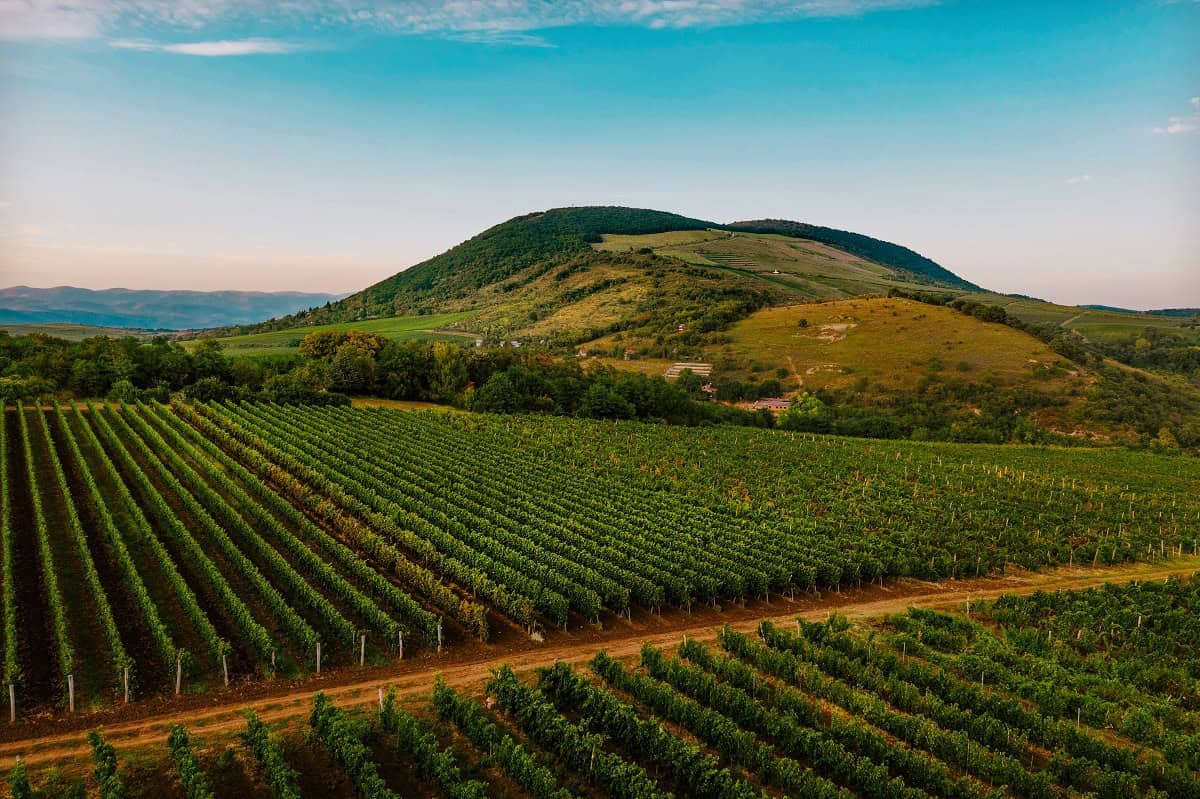 Luftaufnahme eines Weinbergs mit Reihen von Weinreben im Vordergrund, im Hintergrund der Nagy-Eged-Hügel, umgeben von sanften Hügeln und Bäumen.