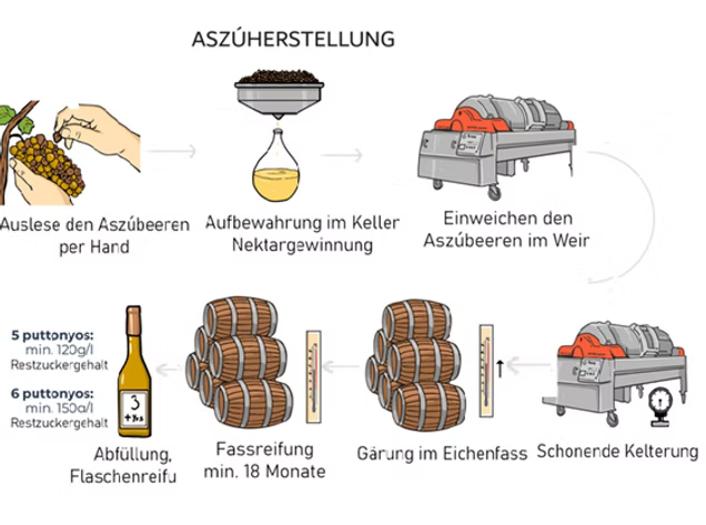 Infografik zur Herstellung von Aszú: Schritte umfassen Auslese der Trauben, Nektargewinnung, Einweichen im Wein, schonende Kelterung, Abfüllung und Reifung in Eichenfässern. Wichtige Zahlen: 5 Puttonyos, 120g Restzucker; 6 Puttonyos, 150g Restzucker.
