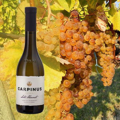Flasche Carpinus Late Harvest Tokaji Furmint Weisswein vor reifen, goldgelben Trauben am Weinstock