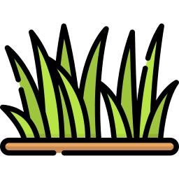 Gras