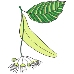 Lindenblüte
