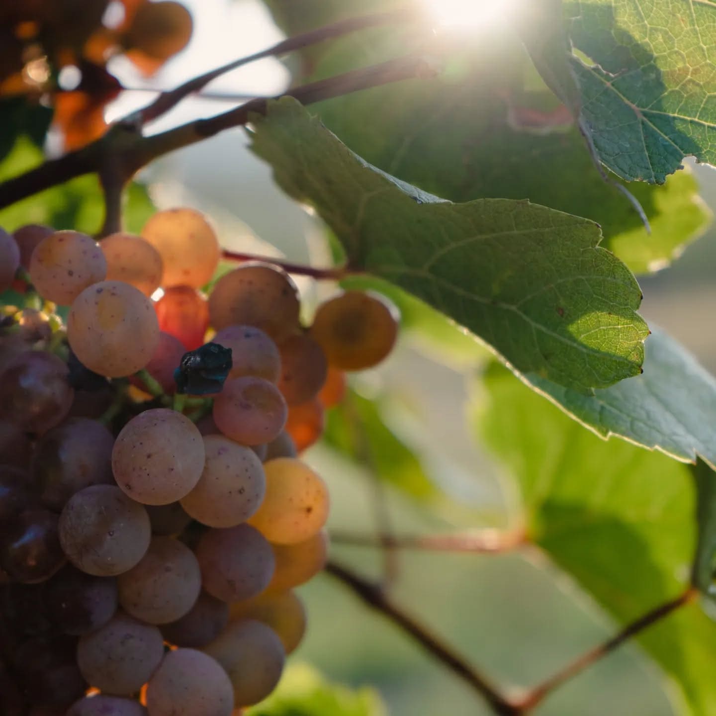 Trauben in verschiedenen Farben, darunter grün und lila, hängen an einem Weinstock. Im Hintergrund ist Sonnenlicht sichtbar, das durch die Blätter scheint.