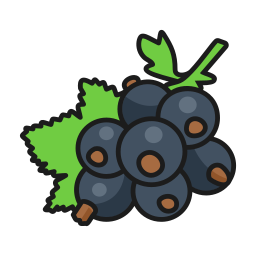 schwarze Johannisbeere