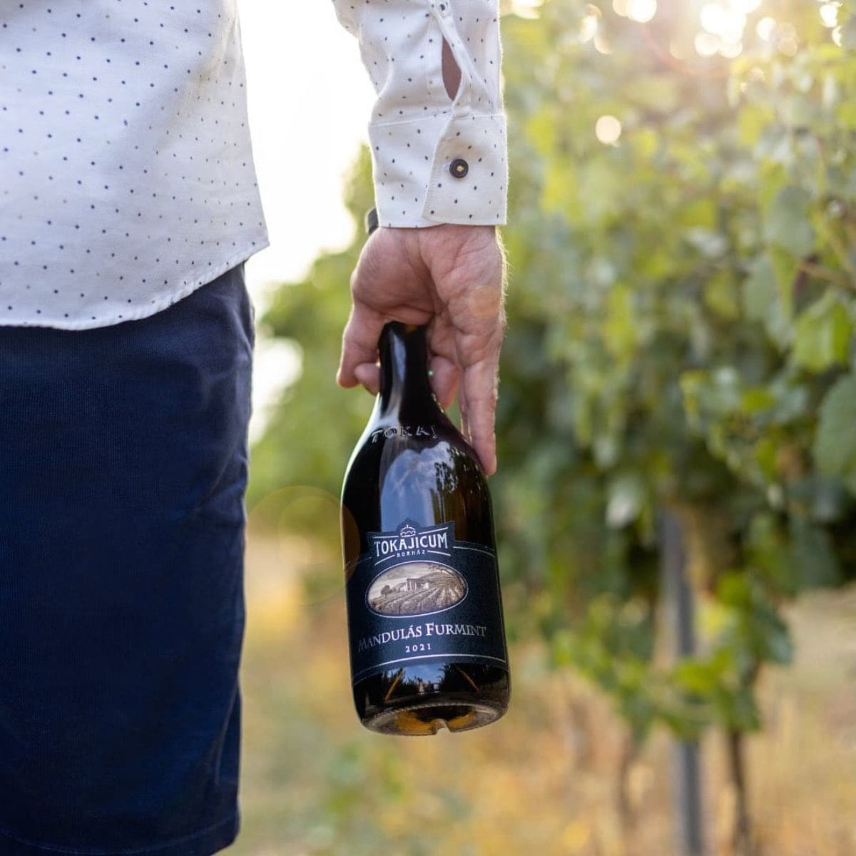 Person hält eine Flasche Tokajicum Mandulás Furmint 2021 Wein in einem Weinberg