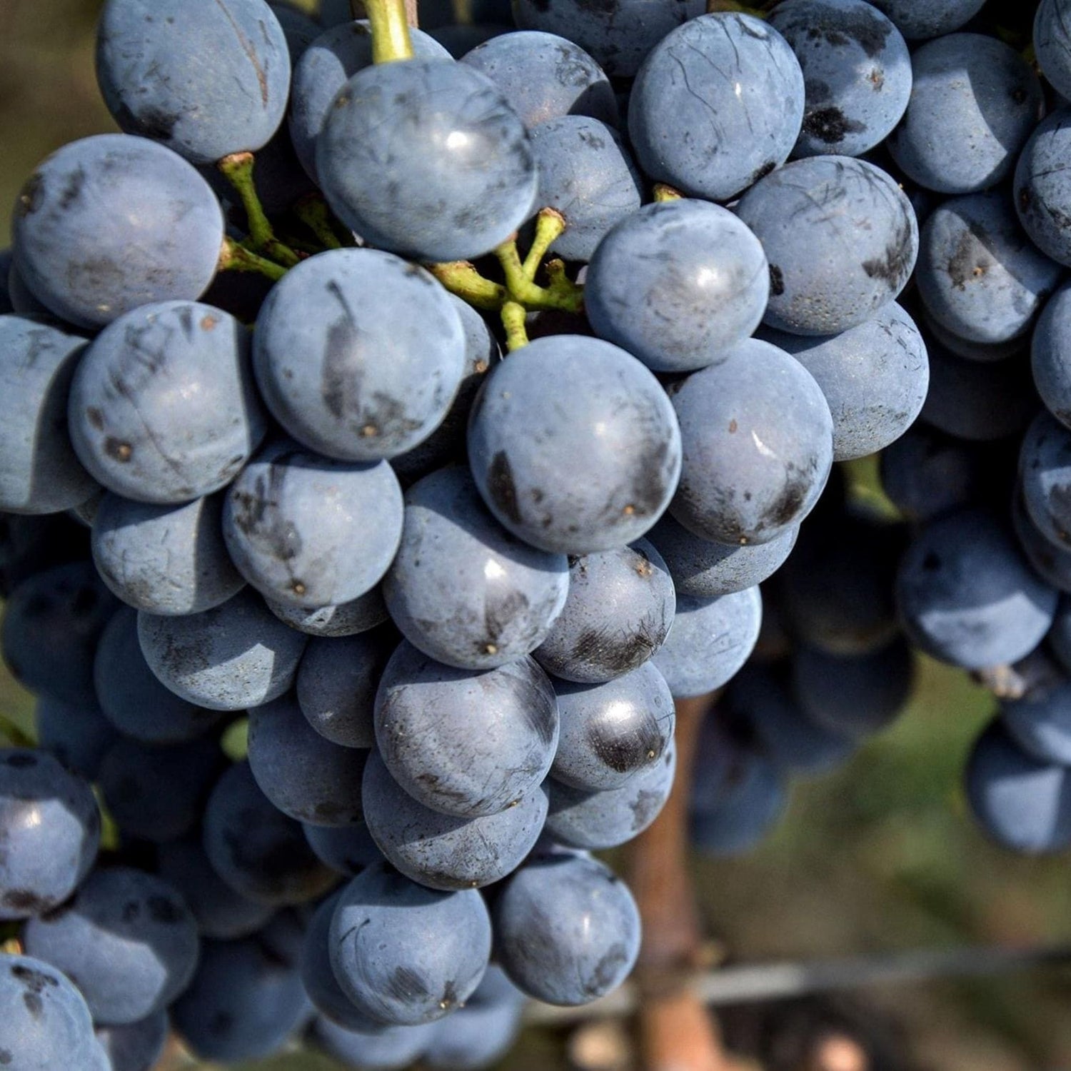 Reife blaue Kadarka-Trauben hängen im September an der Rebe